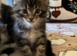 Duke - Maine Coon Kitten For Sale - 
