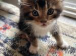 Diego - Maine Coon Kitten For Sale - 