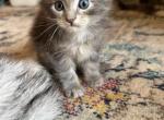 Dolly - Maine Coon Kitten For Sale - 