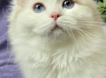 Ragdoll Shes as Soft as She Looks - Ragdoll Kitten For Adoption - 