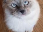 Punkin mitted bluepoint - Ragdoll Cat For Adoption - Winchester, VA, US