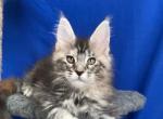 Aurora - Maine Coon Kitten For Sale - Virginia Beach, VA, US