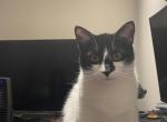 Bandit - Domestic Cat For Adoption - Washington, DC, US