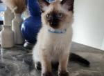 Balinese Male CFA - Balinese Kitten For Sale - Jordanville, NY, US