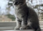 Ollie - Siberian Cat For Sale - Hingham, MA, US