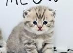 Reserved kittens - British Shorthair Kitten For Sale - FL, US