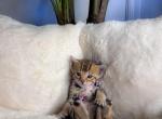 Majestic 7 - Bengal Kitten For Sale - Phoenix, AZ, US