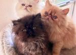 Snowball - Persian Kitten For Sale - 