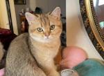 Scott girl 1 - Scottish Straight Cat For Sale - New York, NY, US