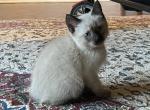 Red Cherry - Siamese Kitten For Sale - Winder, GA, US