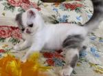 Sterling - Exotic Cat For Sale - Pineville, LA, US