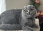 Scottish Fold blue plush boy Soyer - Scottish Fold Kitten For Sale - 