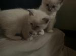 ON HOLD Male 2 Kats ravishing ragdolls cindi - Ragdoll Kitten For Sale - Lancaster, PA, US