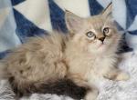 Lizzie - Ragdoll Kitten For Sale - Poplar Grove, IL, US