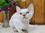 Riana - Devon Rex Cat For Sale - Brooklyn, NY, US