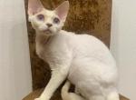 Kohana - Devon Rex Cat For Sale - Brooklyn, NY, US