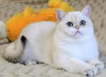 Kristofer - British Shorthair Cat For Sale - Brooklyn, NY, US