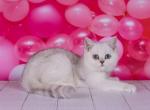 Yasmin - Scottish Straight Kitten For Sale - Brooklyn, NY, US