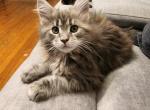 Silver Maine coon female - Maine Coon Kitten For Sale - Phillipsburg, NJ, US