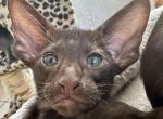 Chocolate Oriental Shorthair OSH Male Kitten - Oriental Kitten For Sale - NJ, US