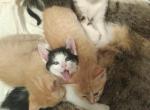 Kittens - Domestic Kitten For Sale - West Springfield, MA, US