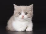 Xsann - Munchkin Kitten For Sale - Miami, FL, US