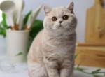 Alex - British Shorthair Cat For Sale - Gurnee, IL, US