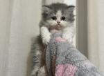 Bicolor Girl 4 - Persian Kitten For Sale - Dearborn, MI, US