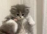 Bicolor Girl 3 - Persian Kitten For Sale - Dearborn, MI, US