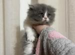 Bicolor Girl 2 - Persian Kitten For Sale - Dearborn, MI, US