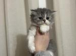 Bicolor Girl 1 - Persian Kitten For Sale - Dearborn, MI, US