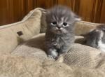 Gray boy 1 - Persian Kitten For Sale - Dearborn, MI, US