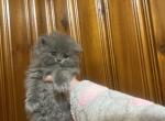 Gray boy 2 - Persian Kitten For Sale - Dearborn, MI, US