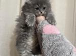 Gray boy 3 - Persian Kitten For Sale - Dearborn, MI, US