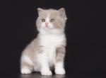 Cabriite - British Shorthair Kitten For Sale - Norwalk, CT, US