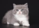 Cavoite - British Shorthair Kitten For Sale - Norwalk, CT, US