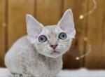 Riana - Devon Rex Cat For Sale - Hollywood, FL, US