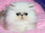 Rimma - Persian Kitten For Sale - Hollywood, FL, US