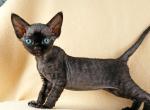 Rona - Devon Rex Kitten For Sale - Norwalk, CT, US