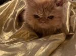 Ronny - Persian Kitten For Sale - Dallas, TX, US