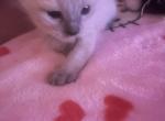 Melody Siamese Blue Point Kitten SOLD SISAVAILABLE - Siamese Kitten For Sale - Harrisburg, PA, US