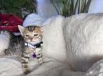 Baby Girls - Bengal Kitten For Sale - Phoenix, AZ, US