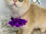 Melisa - British Shorthair Kitten For Sale - Fairfax, VA, US