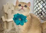 Kim - Brazilian Shorthair Kitten For Sale - Fairfax, VA, US