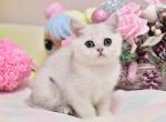 Timmy - British Shorthair Kitten For Sale - Brooklyn, NY, US