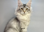 Olimp - Maine Coon Kitten For Sale - Brooklyn, NY, US