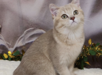 Leo - Scottish Straight Cat For Sale - Brooklyn, NY, US