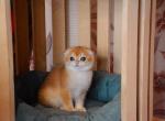 Sannibel - Scottish Fold Kitten For Sale - Brooklyn, NY, US