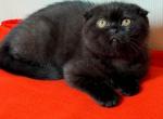 Night - Scottish Fold Cat For Sale - Brooklyn, NY, US