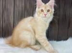 Nicholas - Maine Coon Cat For Sale - Brooklyn, NY, US